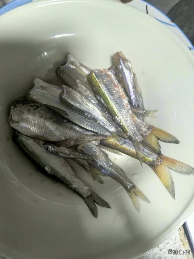 似鱎钓获 长沙市 0.15kg
