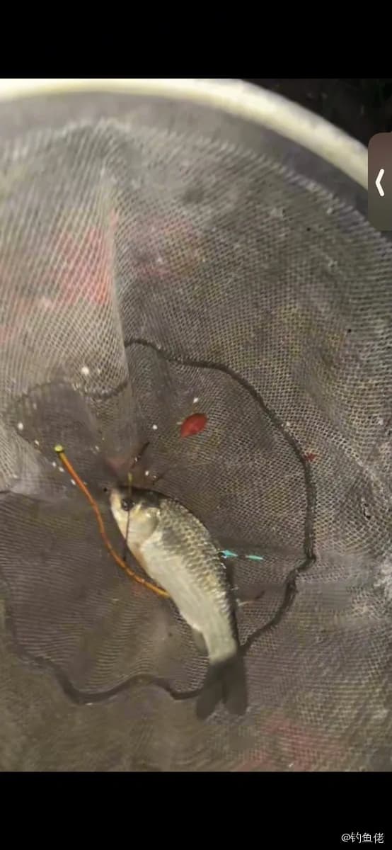 施氏高体鲃钓获 上海市 0.3kg