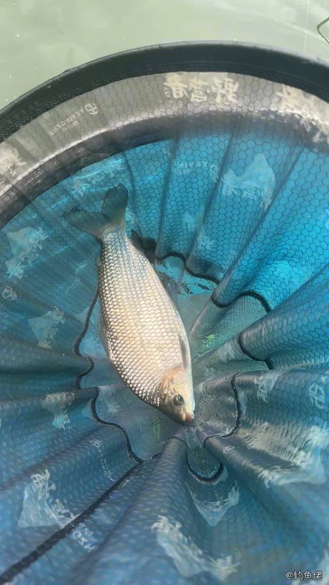 条纹鲮脂鲤钓获 东莞市 1.2kg