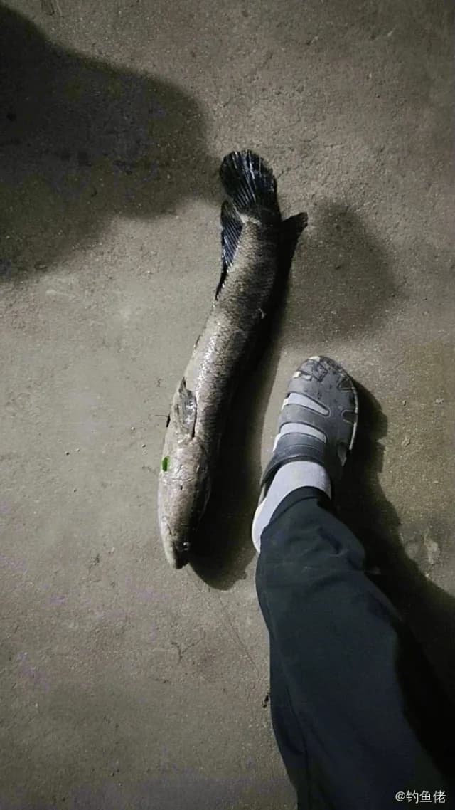 乌鳢钓获 东莞市 2.4kg