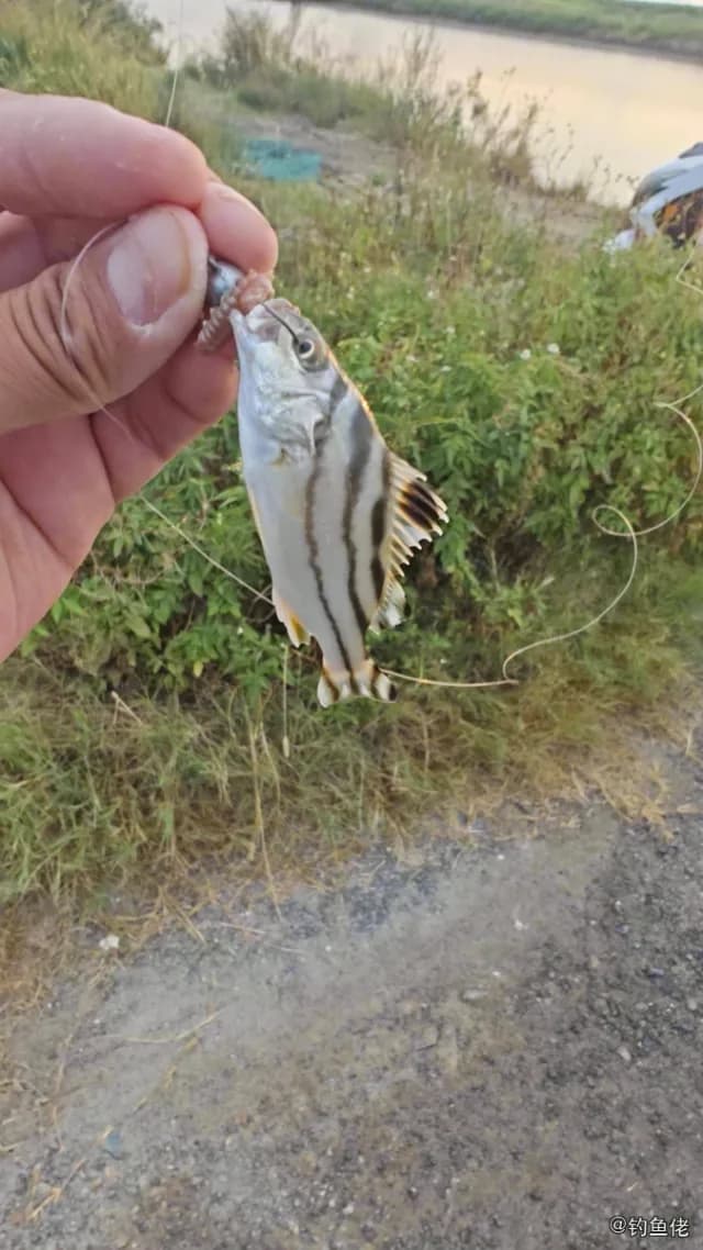 细鳞鯻钓获 福州市 0.64kg