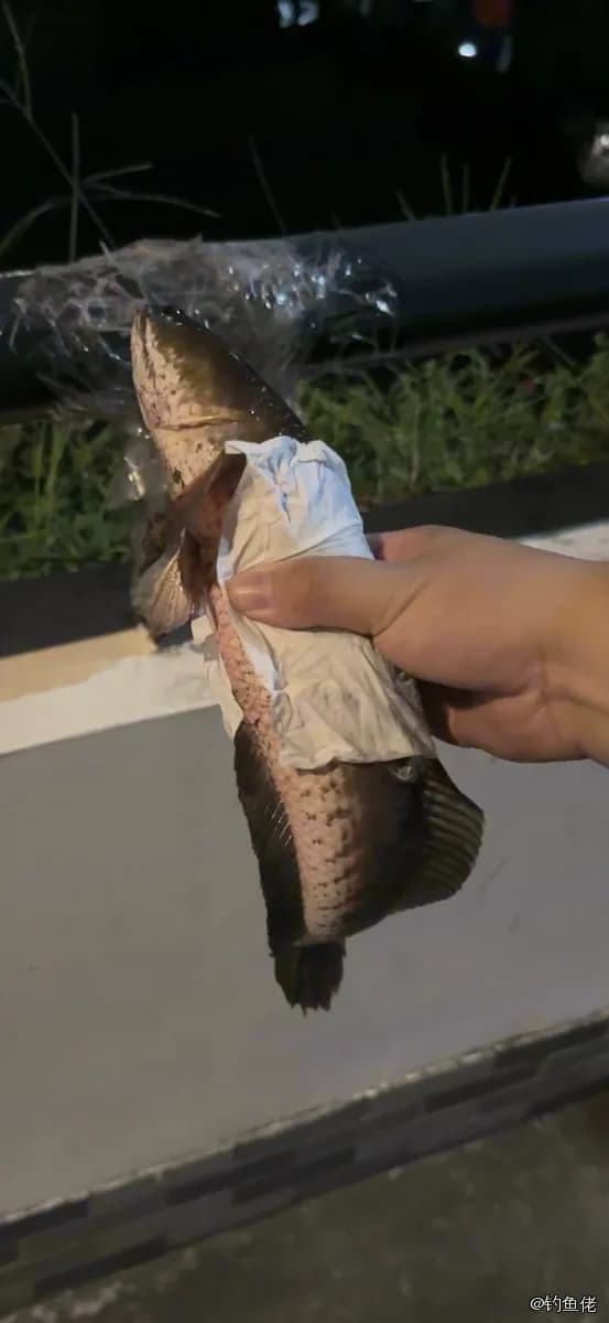 线鳢钓获 广州市 0.9kg