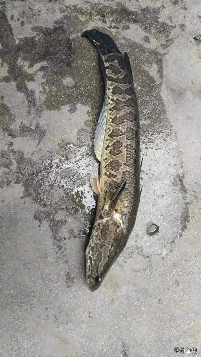 线鳢钓获 锦州市 1.2kg