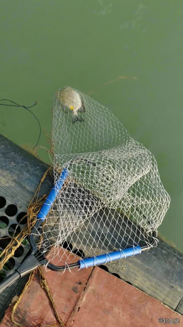 星斑篮子鱼钓获 海南省 0.8kg