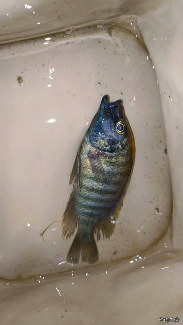 雅氏孔雀鲷钓获 朔州市 0.01kg