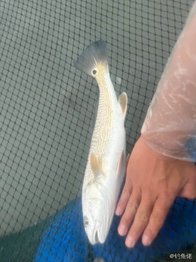 眼斑拟石首鱼钓获 中华人民共和国 1.3kg