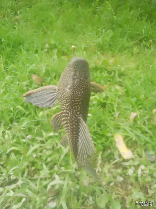 野翼甲鲇(清道夫)钓获 广州市 2.5kg