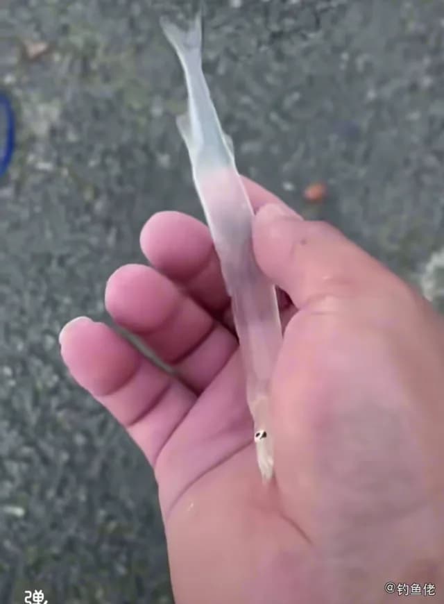 银鱼钓获 宜昌市