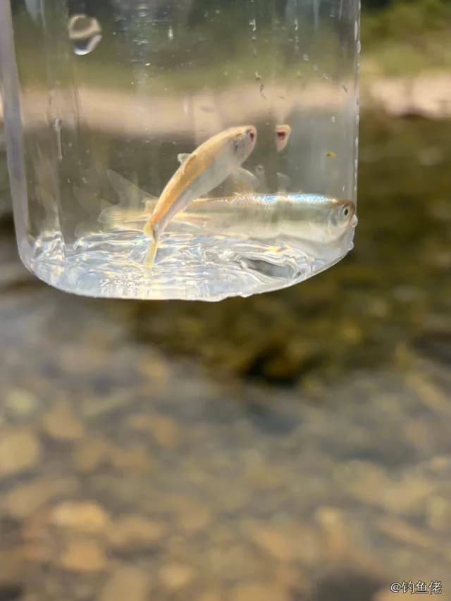 英氏霓虹脂鲤钓获 台州市 0.1kg