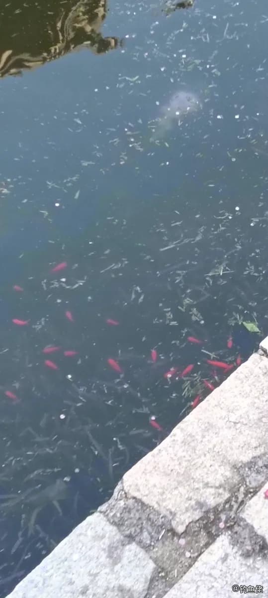 英氏霓虹脂鲤钓获 孝感市 0.25kg
