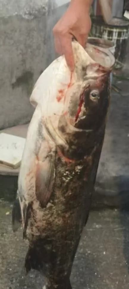 鳙鱼钓获 杭州市 3.6kg
