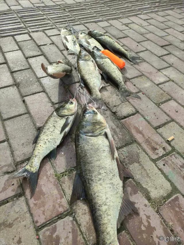 鳙鱼钓获 苏州市 2kg