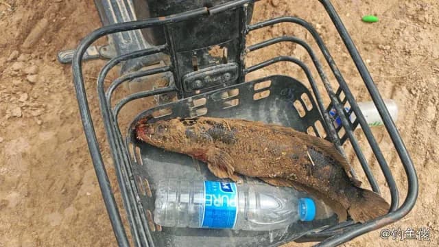 云斑尖塘鳢钓获 合肥市 1.5kg