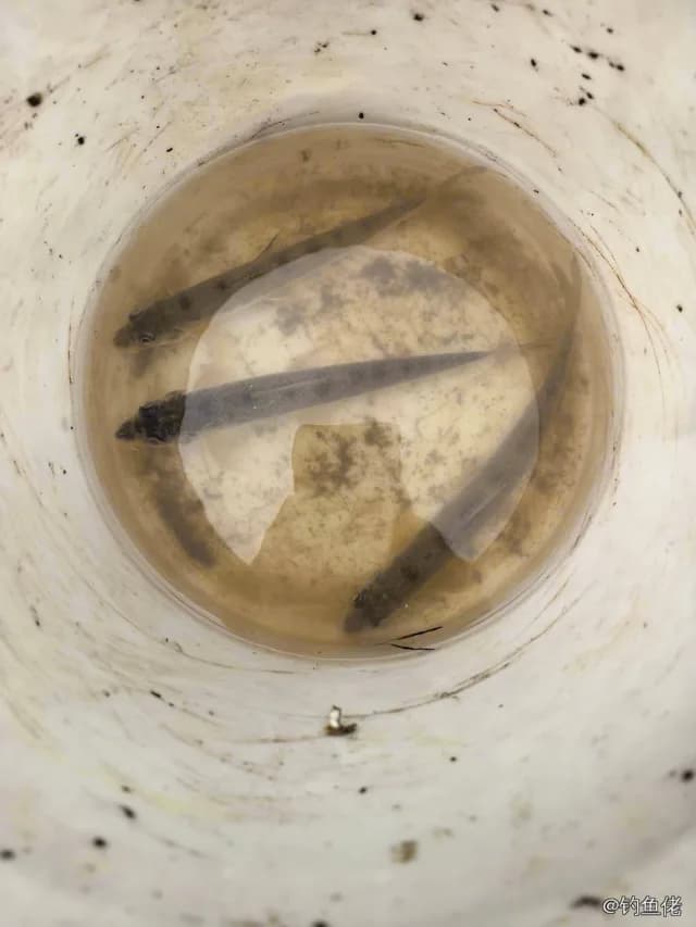 杂色鱚钓获 上海市
