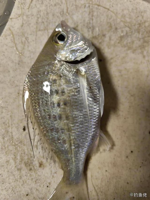 长棘银鲈钓获 珠海市 0.45kg