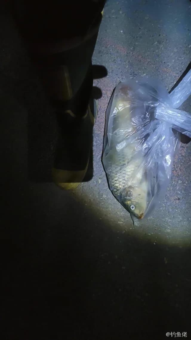 中国大银鱼钓获 滨州市 1.5kg