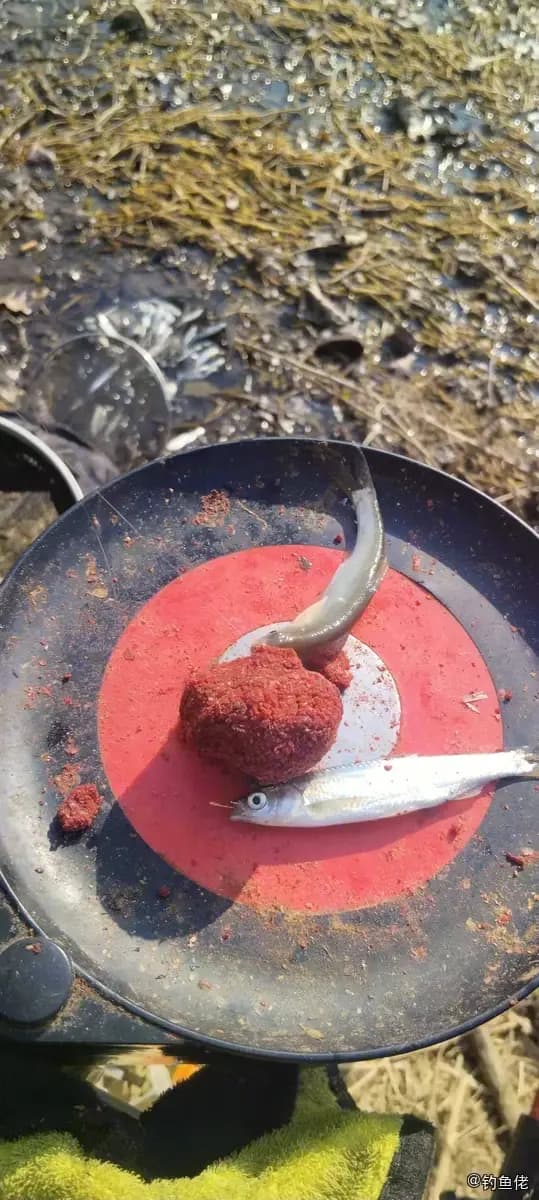 中国大银鱼钓获 枣庄市 0.01kg