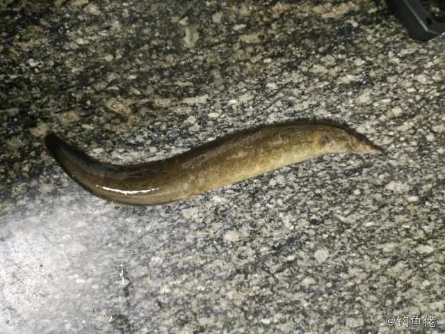 中华刺鳅钓获 赣州市 0.1kg
