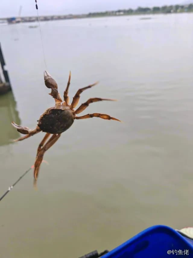 中华绒螯蟹钓获 衢州市 0.1kg