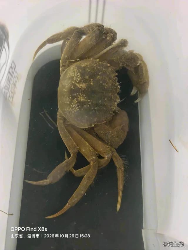 中华绒螯蟹钓获 淄博市 0.1kg