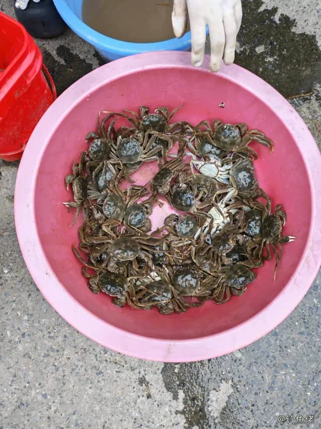 中华绒螯蟹钓获 上海市 0.1kg