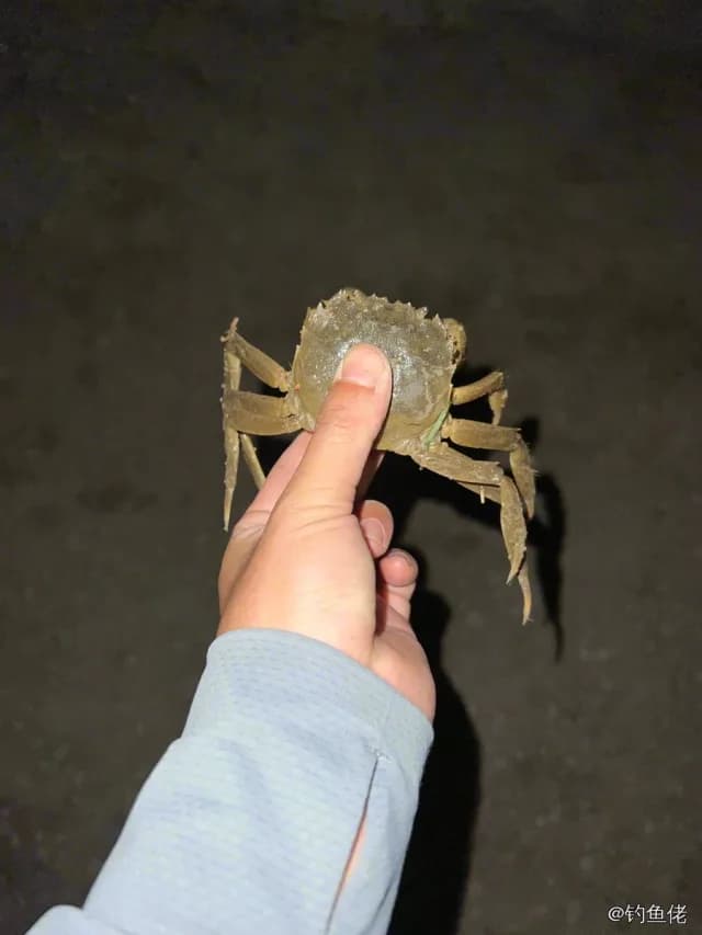 中华绒螯蟹钓获 天津市 0.15kg