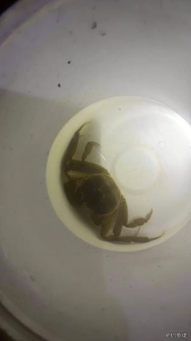 中华绒螯蟹钓获 枣庄市 0.1kg