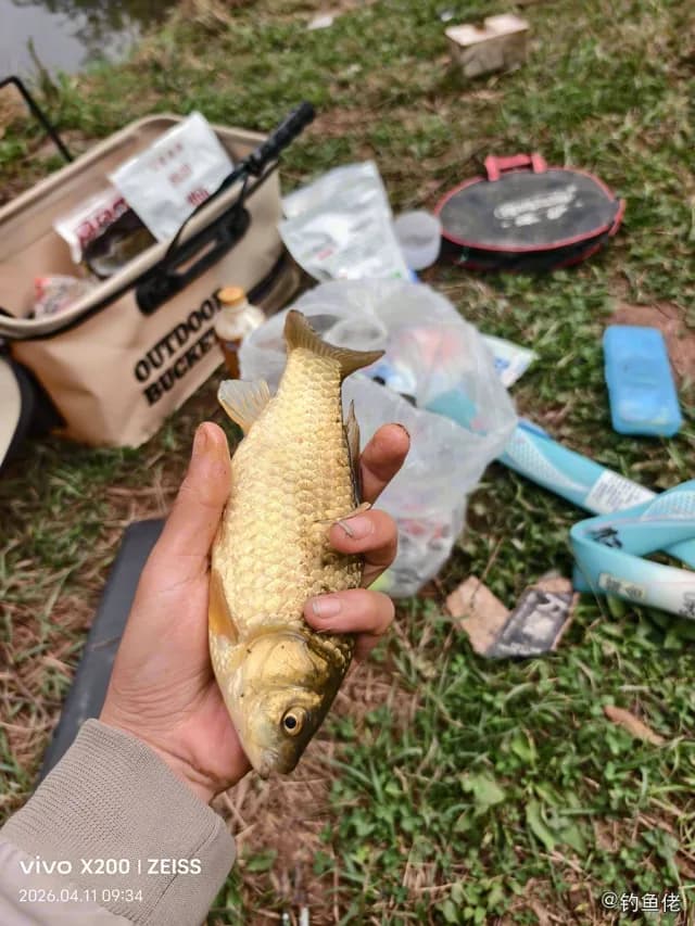 鲫鱼钓获 0.2kg