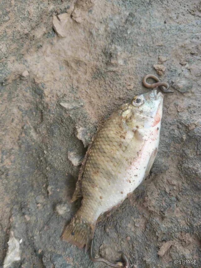 弓斑多纪鲀钓获 0.1kg