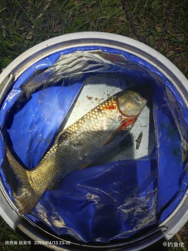 草鱼钓获 0.8kg