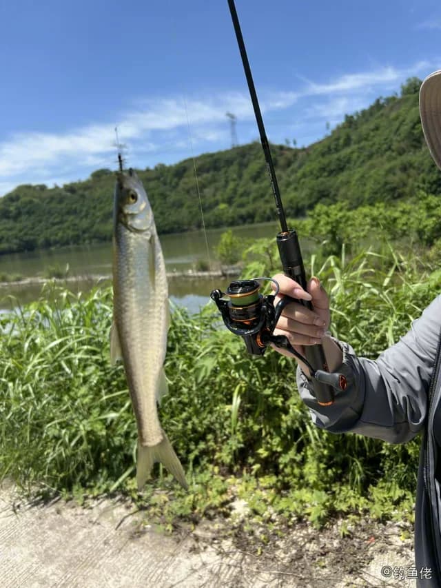 白条钓获 0.2kg