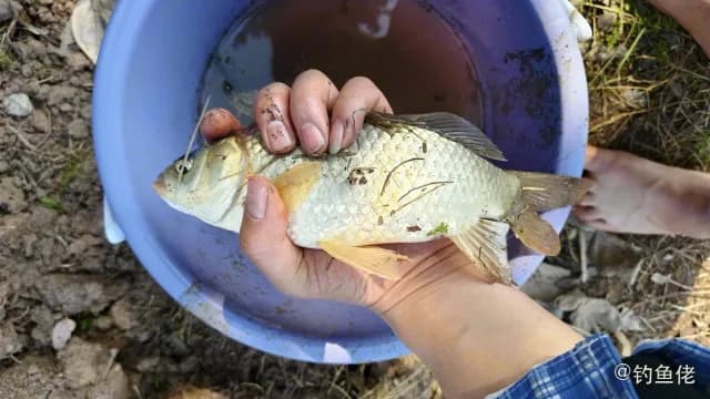 鲫鱼钓获 0.2kg