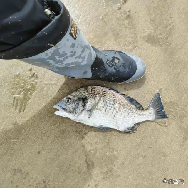 黑棘鲷钓获 1.6kg