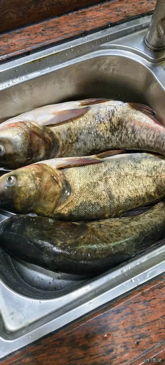 鳙鱼钓获 3.3kg