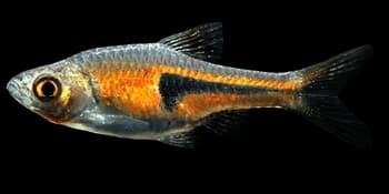埃氏三角波鱼(Trigonostigma espei)图片