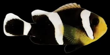 鞍斑双锯鱼(Amphiprion polymnus)图片
