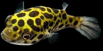 暗绿鲀(Tetraodon nigroviridis)图片