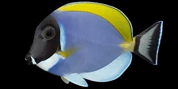 白胸刺尾鱼(Acanthurus leucosternon)图片