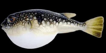 斑点多纪鲀(Takifugu poecilonotus)图片