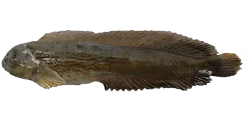 斑点肩鳃鳚(Omobranchus punctatus)图片
