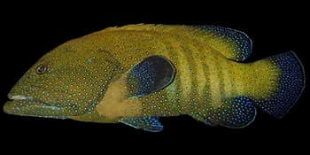 斑点九棘鲈(Cephalopholis argus)图片
