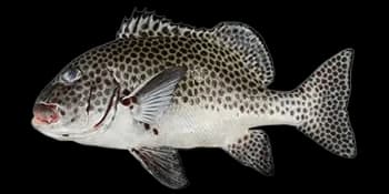 斑胡椒鲷(Plectorhinchus chaetodonoides)图片