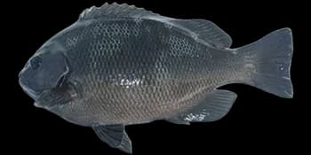 斑鱾(Girella punctata)图片