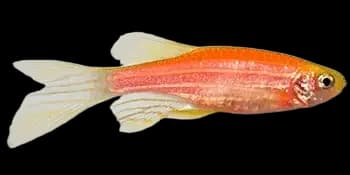 斑马鿕(Danio rerio)图片