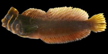 斑头肩鳃鳚(Omobranchus fasciolatoceps)图片