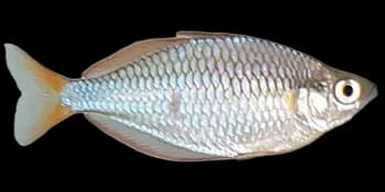 薄唇虹银汉鱼(Melanotaenia praecox)图片