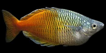 贝氏虹银汉鱼(Melanotaenia boesemani)图片