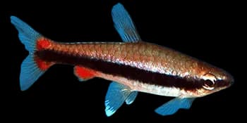 贝氏铅笔鱼(Nannostomus beckfordi)图片