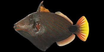波纹钩鳞鲀(Balistapus undulatus)图片