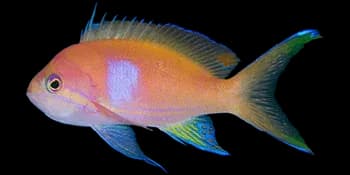 侧带拟花鮨(Pseudanthias pleurotaenia)图片